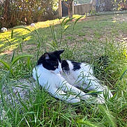 Fripon a rejoint le concours — aidez-le/la à gagner de superbes lots ! cat, black_and_white, grass, outdoor, garden, tree, sunlight, relaxing, animal, nature, greenery, stone, feline, pets, daylight, resting, leaf, grass_blade, wildlife, peaceful