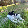 cat, black_and_white, grass, outdoor, garden, tree, sunlight, relaxing, animal, nature, greenery, stone, feline, pets, daylight, resting, leaf, grass_blade, wildlife, peaceful