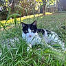 Fripon a rejoint le concours — aidez-le/la à gagner de superbes lots ! cat, black_and_white, grass, outdoor, nature, sunlight, trees, bokeh, greenery, animal, pet, feline, curious, relaxed, daylight, garden, wildlife, close_up, lying_down, eyes