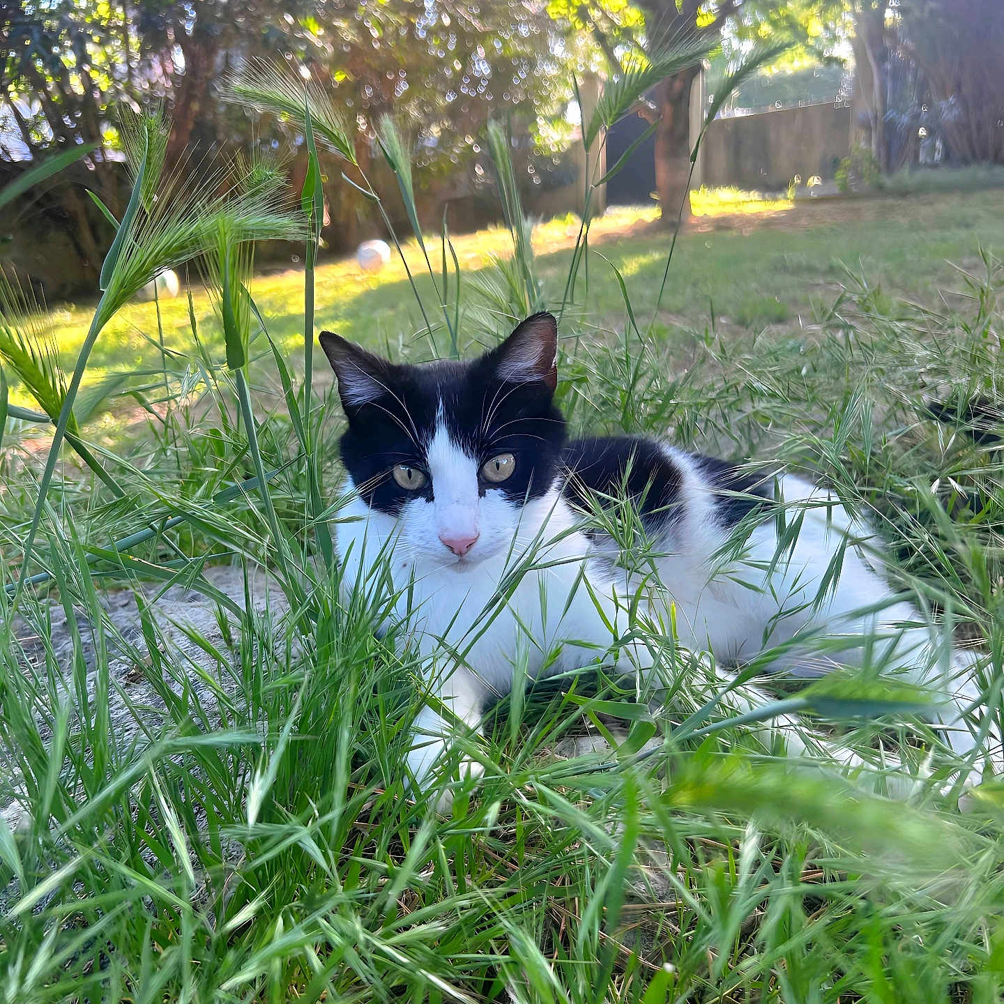 Fripon a rejoint le concours — aidez-le/la à gagner de superbes lots ! cat, black_and_white, grass, outdoor, nature, sunlight, trees, bokeh, greenery, animal, pet, feline, curious, relaxed, daylight, garden, wildlife, close_up, lying_down, eyes