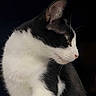 Fripon participe au concours pour gagner de l'argent avec cette photo : animal, bicolor, black_and_white, black_fur, cat, close_up, dark_background, dramatic_lighting, ears, eye, feline, fur, pet, photography, portrait, profile, short_hair, sitting, whiskers, white_fur