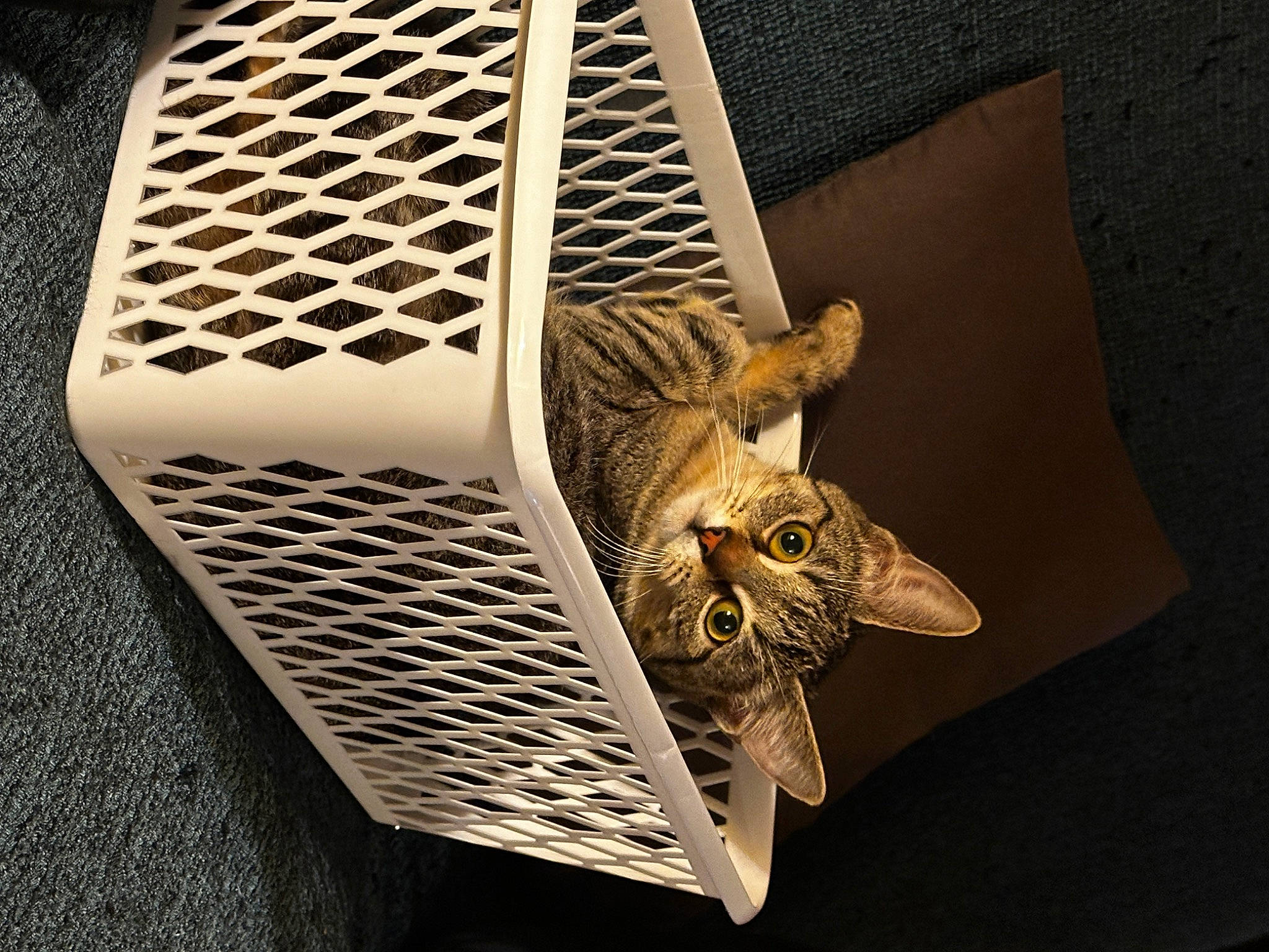 Urumi a rejoint le concours — aidez-le/la à gagner de superbes lots ! art, artifact, cat, felidae, grille, mesh, metal, natural_material, pattern, small_to_medium_sized_cats, tail, terrestrial_animal, visual_arts, whiskers