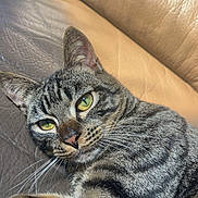 Orion participe au concours pour gagner de l'argent avec cette photo : animal, cat, close_up, couch, cute, domestic_cat, face, feline, fur, green_eyes, indoor, leather, mammal, paw, pet, relaxed, resting, striped, tabby_cat, whiskers