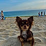 dog, beach, sand, sea, sky, small_dog, brown_dog, ears, pet, canine, outdoor, nature, animal, harness, water, people, summer, vacation, shore, sunlight