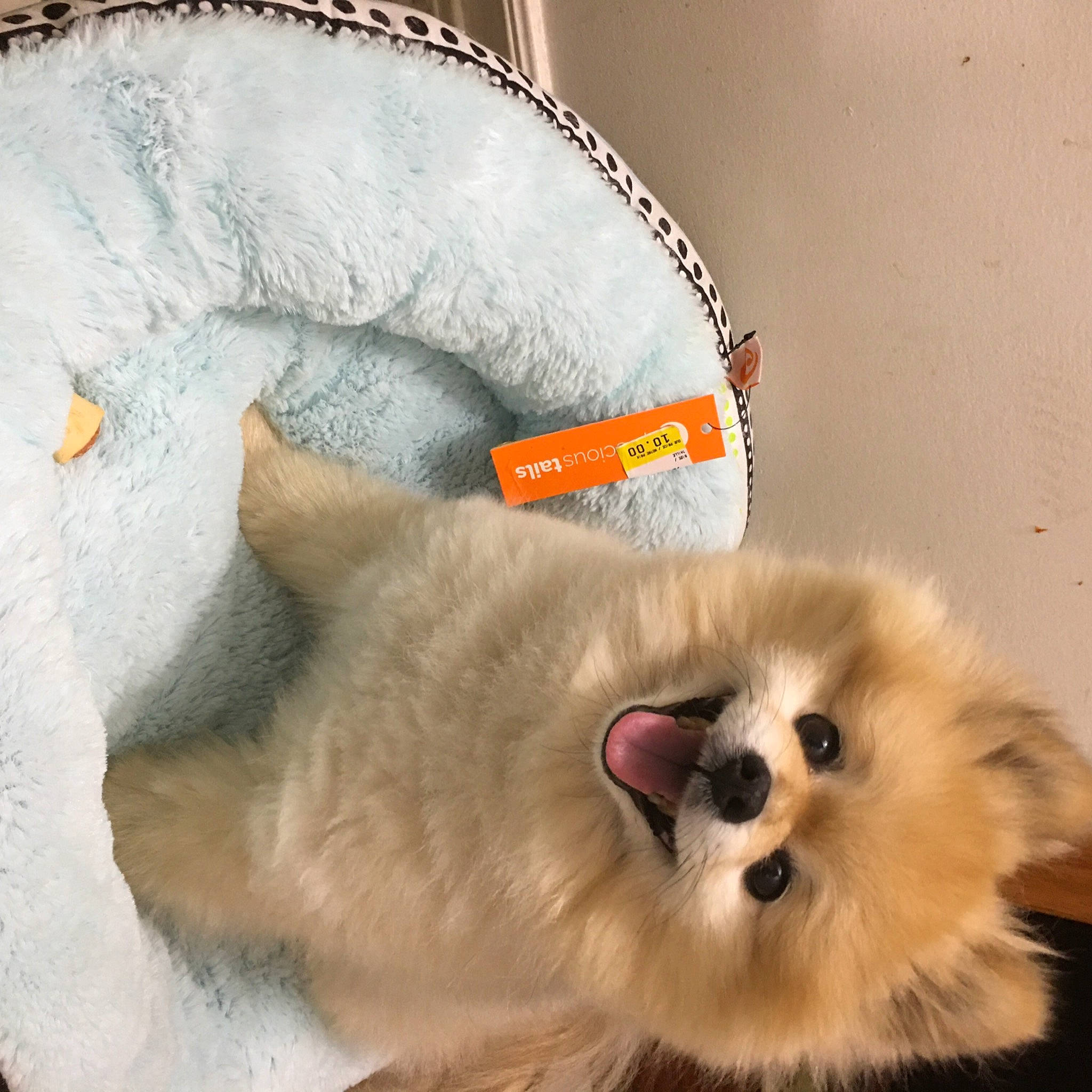 Alex is registered to the contest to win money with this photo: bag, carnivore, cat, cat_supply, collar, companion_dog, dog_breed, dog_supply, fashion_accessory, fawn, felidae, fur, german_spitz, german_spitz_mittel, jewellery, paw, snout, spitz, volpino_italiano, whiskers