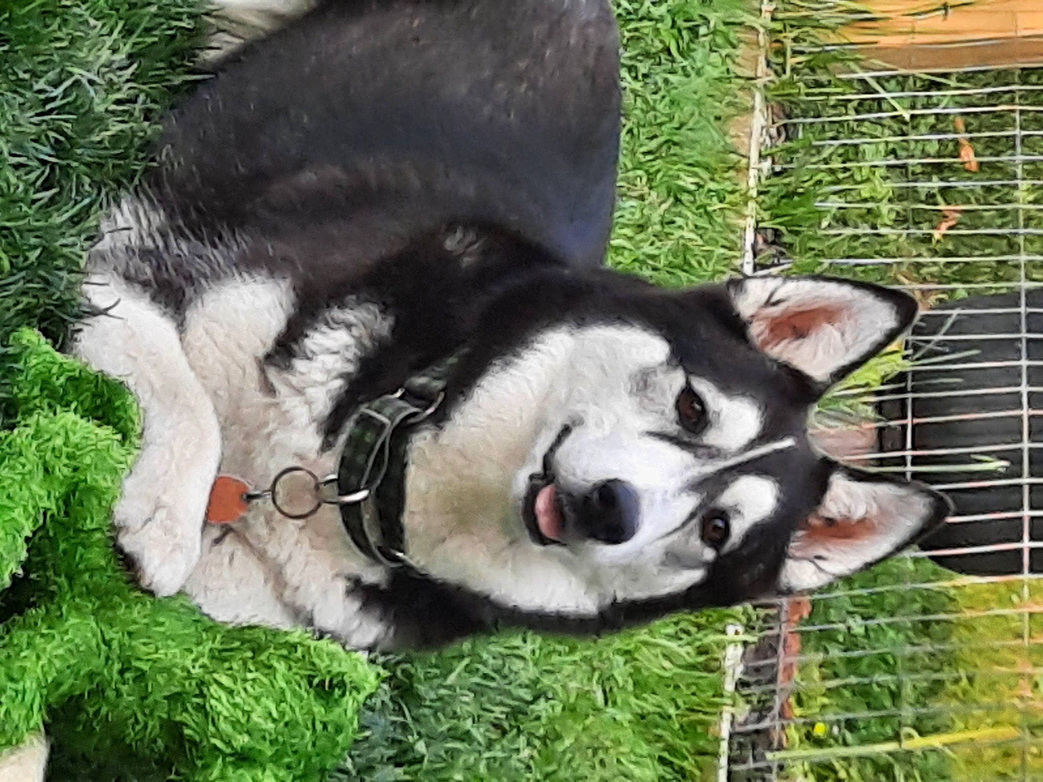 Mia is registered to the contest to win money with this photo: animal_shelter, cage, canidae, carnivore, collar, companion_dog, dog, dog_breed, dog_supply, fur, grass, groundcover, mesh, pet_supply, sled_dog, snout, sporting_group, terrestrial_animal, working_animal, working_dog