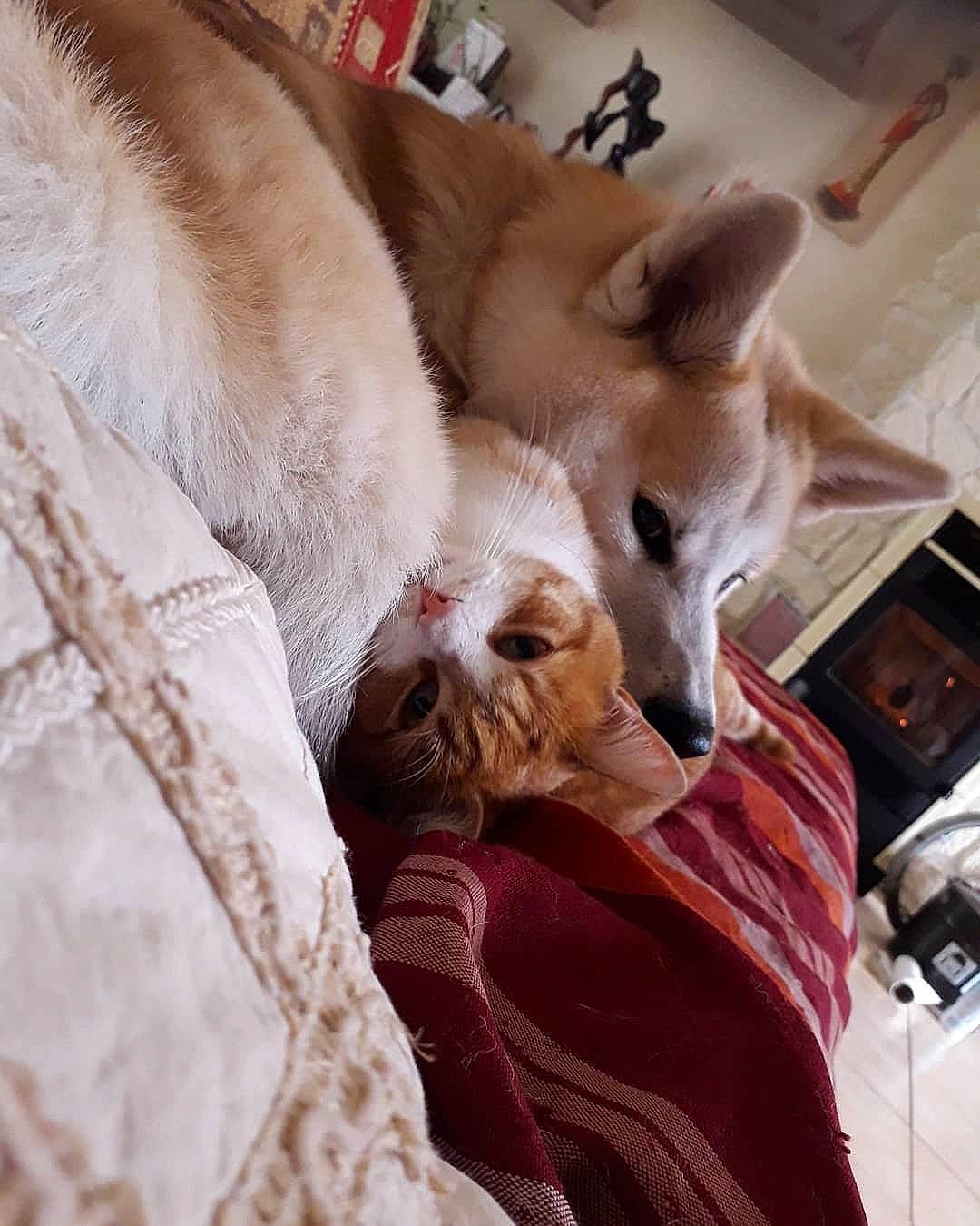 Tenshi a rejoint le concours — aidez-le/la à gagner de superbes lots ! canidae, carnivore, cat, dog_breed, fawn, felidae, mammal, small_to_medium_sized_cats, snout, whiskers