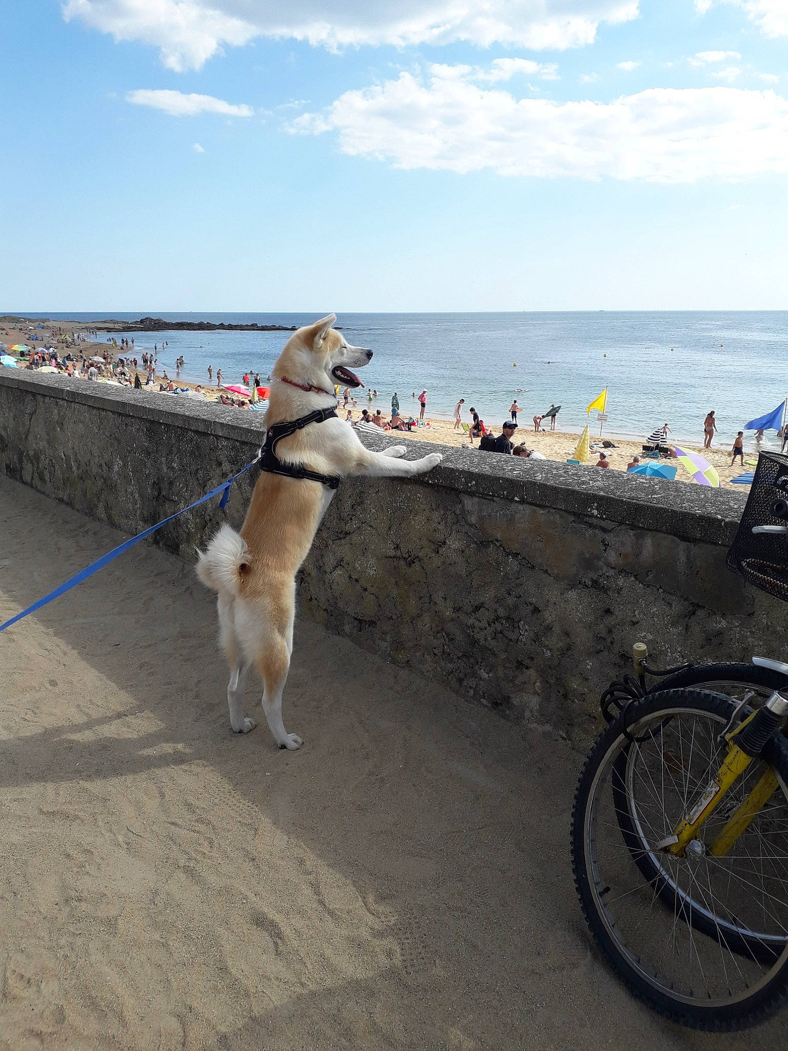 Tenshi a rejoint le concours — aidez-le/la à gagner de superbes lots ! beach, bicycle, canidae, carnivore, dog, dog_breed, dog_walking, fawn, greenland_dog, leash, mammal, sporting_group, vehicle