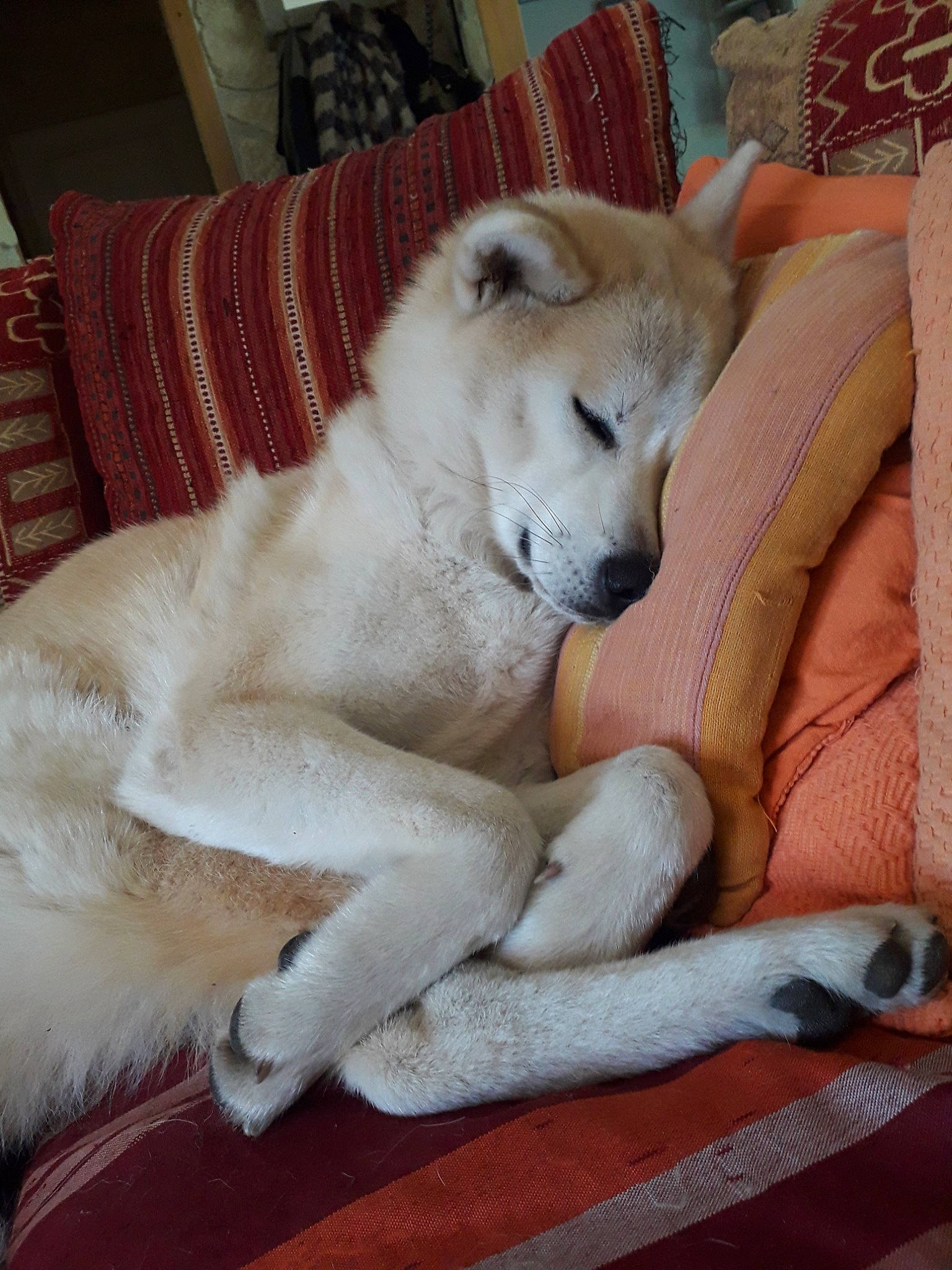 Tenshi a rejoint le concours — aidez-le/la à gagner de superbes lots ! akita, akita_inu, ancient_dog_breeds, canaan_dog, canadian_eskimo_dog, canidae, carnivore, companion_dog, dog, dog_breed, hokkaido, kintamani, kishu, korean_jindo_dog, mammal, pungsan_dog, rare_breed_dog, samoyed, shikoku, vertebrate