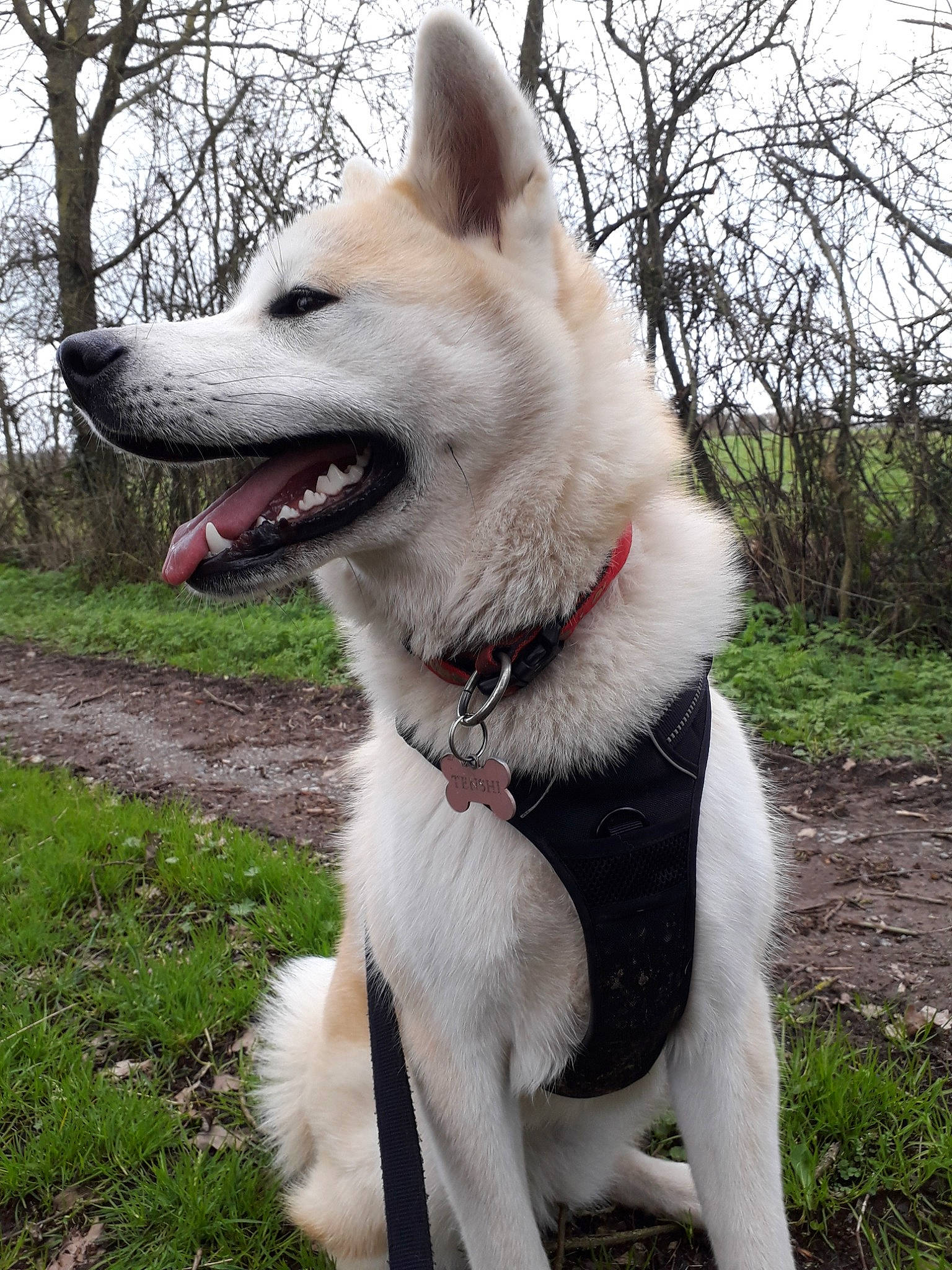 Tenshi participe au concours pour gagner de l'argent avec cette photo : akita, ancient_dog_breeds, berger_blanc_suisse, canaan_dog, canidae, carnivore, companion_dog, dog, dog_breed, hokkaido, kishu, korean_jindo_dog, mammal, non_sporting_group, norwegian_buhund, pungsan_dog, siberian_husky, vertebrate, white_shepherd