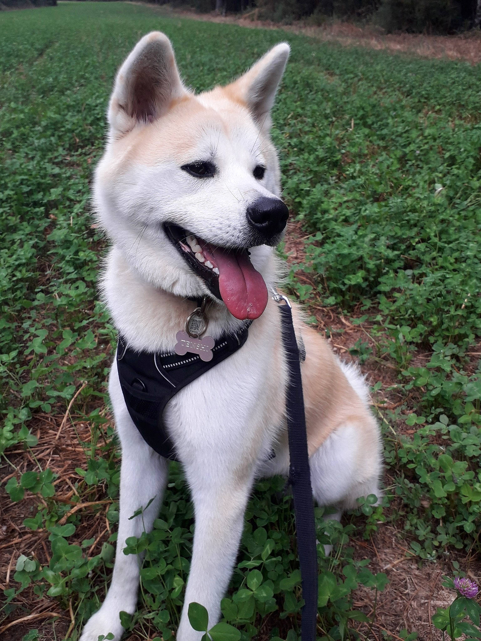 Tenshi a rejoint le concours — aidez-le/la à gagner de superbes lots ! akita, akita_inu, ancient_dog_breeds, canaan_dog, canidae, carnivore, dog, dog_breed, east_siberian_laika, hokkaido, kishu, korean_jindo_dog, mammal, norwegian_buhund, pungsan_dog, rare_breed_dog, shiba_inu, shikoku, siberian_husky, vertebrate
