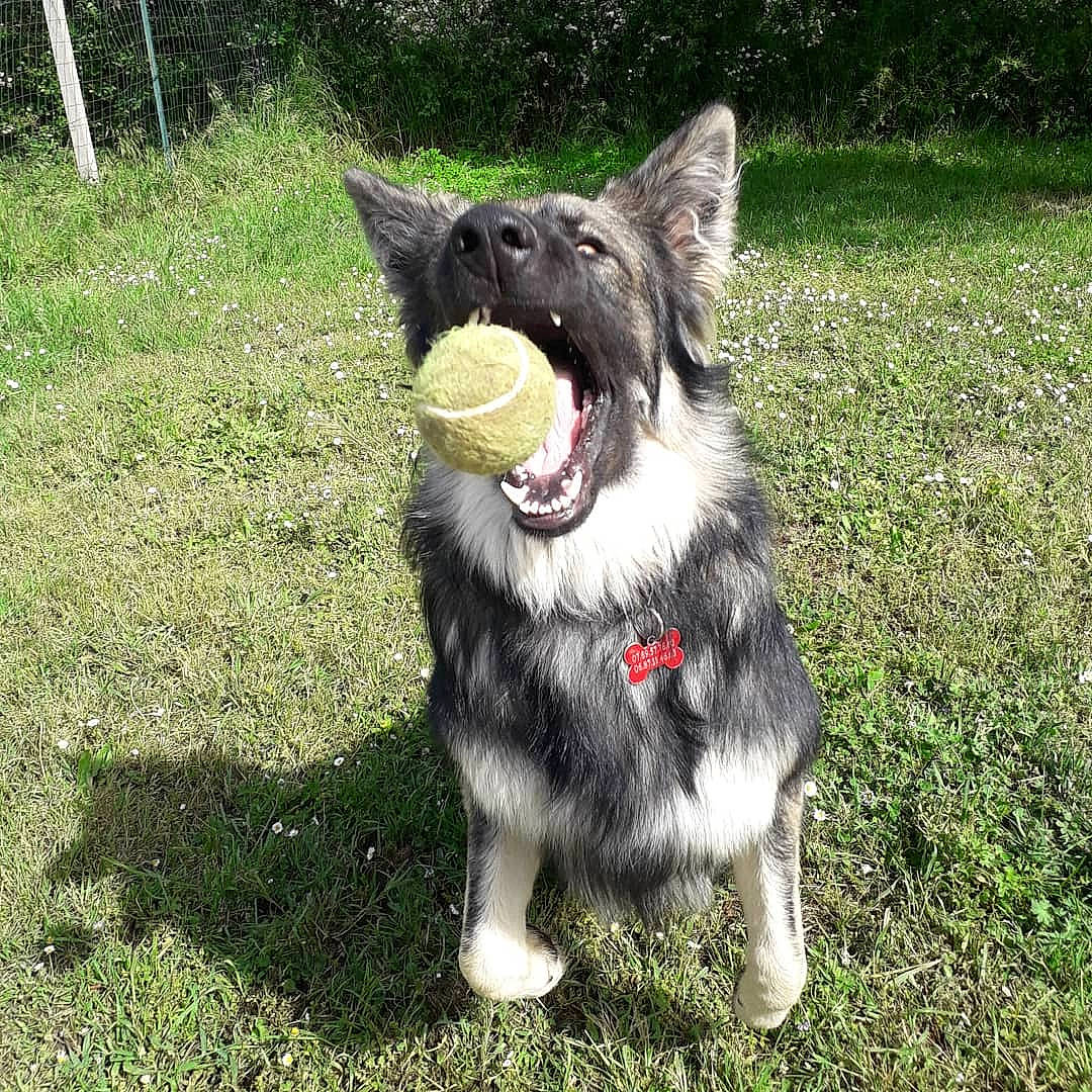 Ranger a rejoint le concours — aidez-le/la à gagner de superbes lots ! black_norwegian_elkhound, canidae, carnivore, dog, dog_breed, lapponian_herder, mammal, norwegian_elkhound, rare_breed_dog, shiloh_shepherd_dog, sporting_group, swedish_vallhund, tail, vertebrate