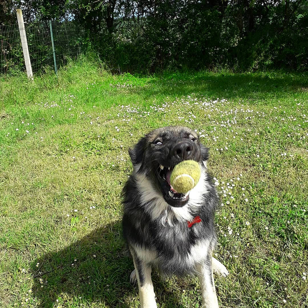 Ranger participe au concours pour gagner de l'argent avec cette photo : australian_shepherd, border_collie, canidae, carnivore, carpathian_shepherd_dog, companion_dog, dog, dog_breed, english_shepherd, grass, herding_dog, mammal, miniature_australian_shepherd, plant, rare_breed_dog, sporting_group, stabyhoun, welsh_sheepdog, working_dog