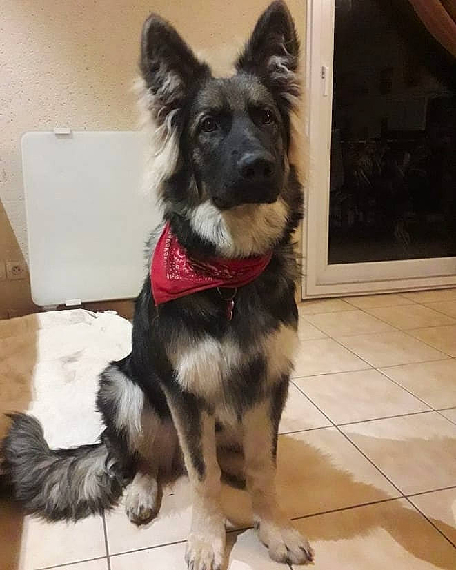 Ranger participe au concours pour gagner de l'argent avec cette photo : bohemian_shepherd, canidae, carnivore, companion_dog, dog, dog_breed, ear, east_european_shepherd, fawn, german_shepherd_dog, king_shepherd, mammal, old_german_shepherd_dog, rare_breed_dog, shiloh_shepherd_dog, snout, sporting_group, tervuren, vertebrate, working_dog