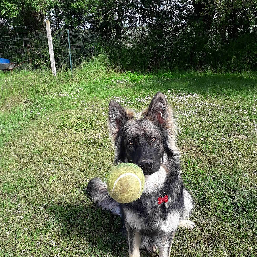 Ranger participe au concours pour gagner de l'argent avec cette photo : bohemian_shepherd, canidae, carnivore, dog, dog_breed, grass, king_shepherd, mammal, old_german_shepherd_dog, plant, rare_breed_dog, shiloh_shepherd_dog, sporting_group, vertebrate