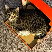 Citi Boi is registered to the contest to win money with this photo: alert, animal, cardboard_box, carpet, cat, cozy, curious, domestic_cat, feline, household, indoor, light_and_shadow, looking_up, orange_box, pet, resting, small_space, striped_fur, tabby_cat, whiskers