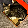 alert, animal, cardboard_box, carpet, cat, cozy, curious, domestic_cat, feline, household, indoor, light_and_shadow, looking_up, orange_box, pet, resting, small_space, striped_fur, tabby_cat, whiskers