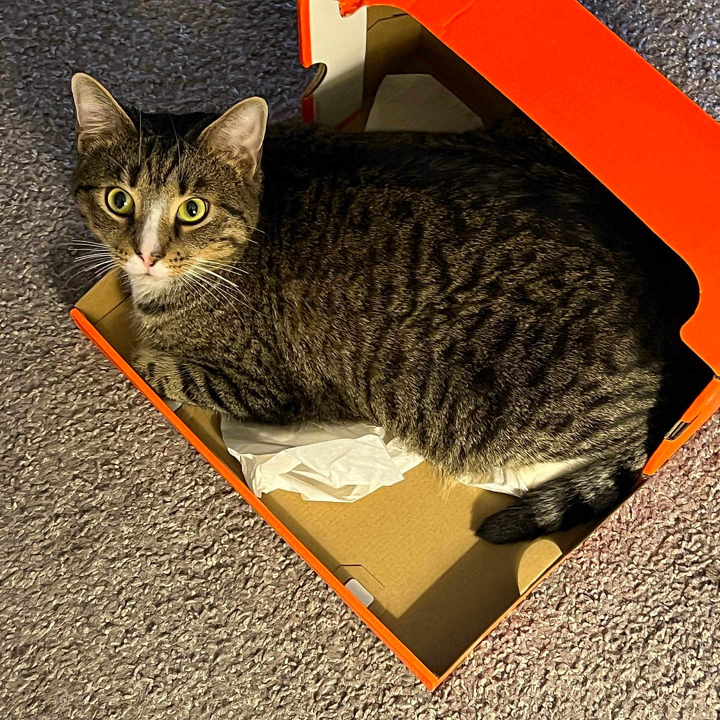 Citi Boi is registered to the contest to win money with this photo: alert, animal, cardboard_box, carpet, cat, cozy, curious, domestic_cat, feline, household, indoor, light_and_shadow, looking_up, orange_box, pet, resting, small_space, striped_fur, tabby_cat, whiskers