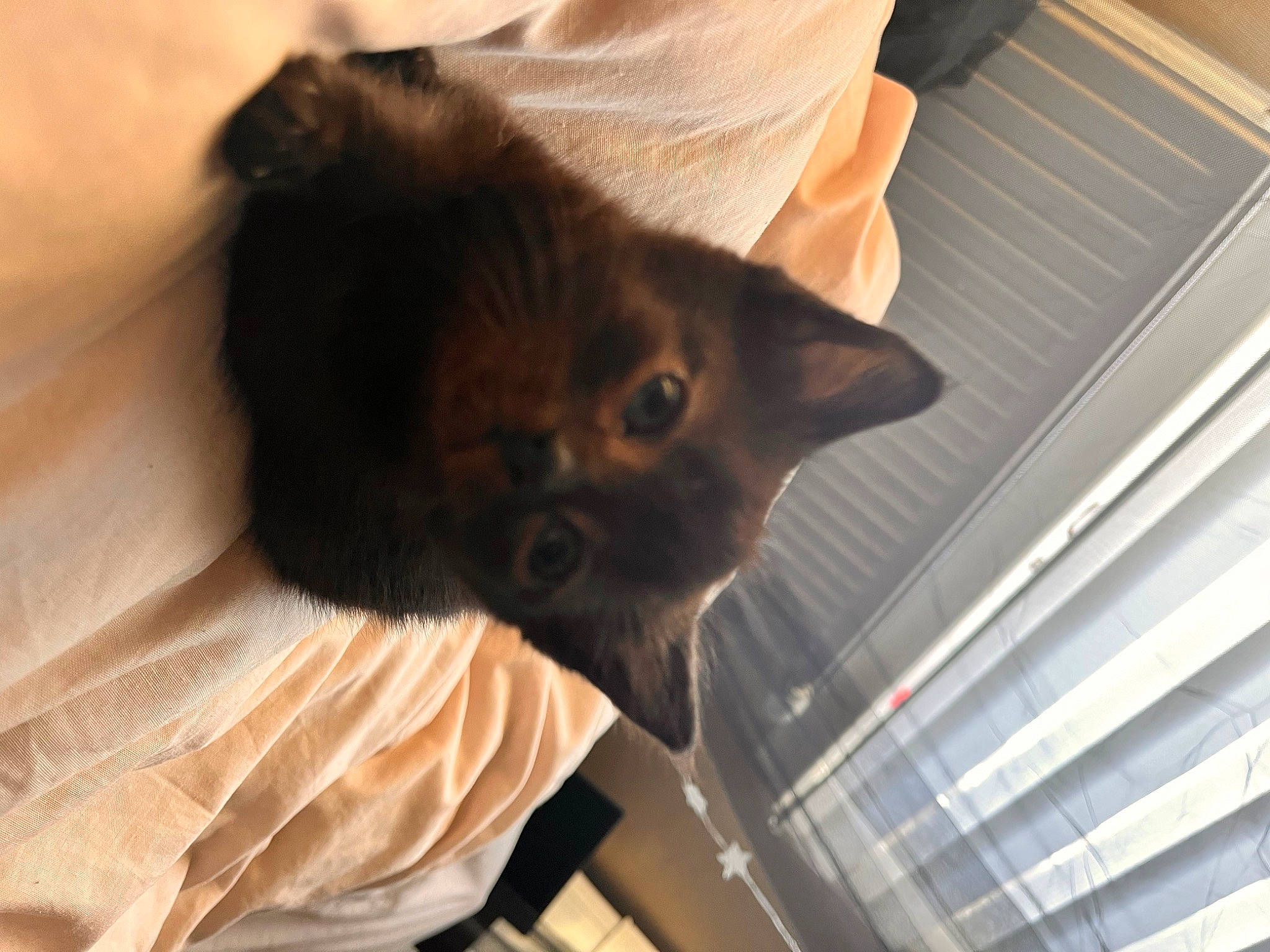 Darla is registered to the contest to win money with this photo: black_cat, canidae, carnivore, cat, claw, comfort, dog_breed, domestic_short_haired_cat, fawn, felidae, flooring, fur, paw, small_to_medium_sized_cats, snout, tail, tints_and_shades, whiskers, window, wood