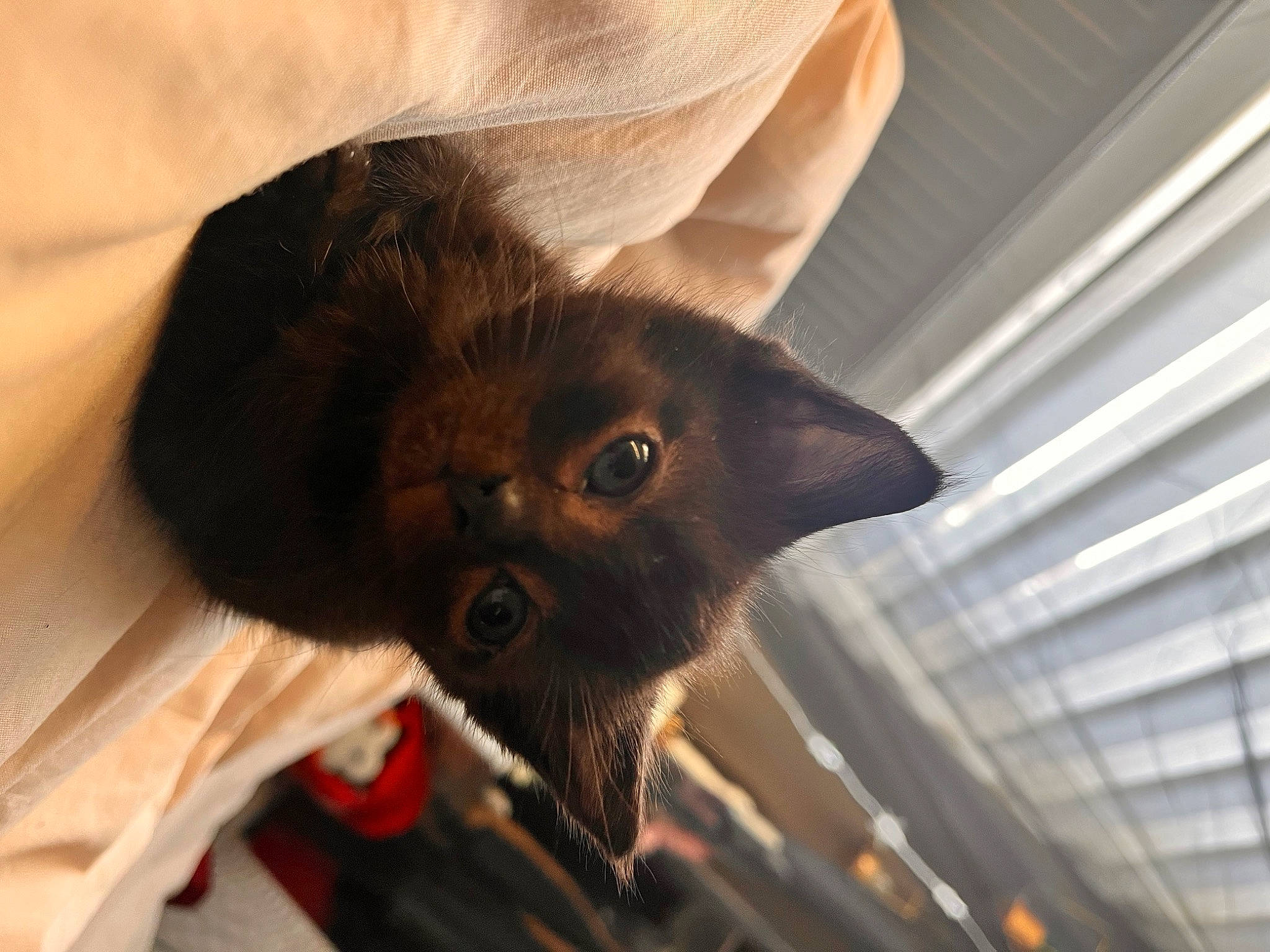 Darla is registered to the contest to win money with this photo: balinese, black_cat, carnivore, cat, claw, comfort, domestic_short_haired_cat, ear, fawn, felidae, fur, liver, paw, plant, small_to_medium_sized_cats, snout, tail, thai, tonkinese, whiskers