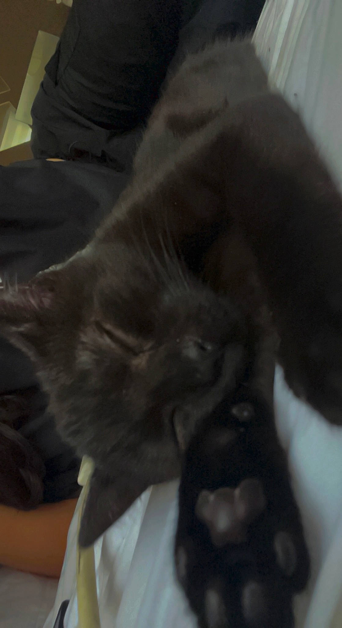 Darla joined the competition — help win amazing prizes! black_cat, canidae, carnivore, cat, claw, comfort, dog_breed, domestic_short_haired_cat, ear, eye, felidae, fur, gesture, grey, nap, paw, small_to_medium_sized_cats, snout, tail, whiskers