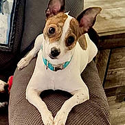 Miley joined the competition — help win amazing prizes! dog, pet, indoor, cushion, brown, white, ears, collar, curious, head_tilt, furniture, wood, cozy, animal, canine, resting, cute, companion, relaxed, domestic