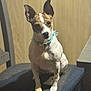 Miley is registered to the contest to win money with this photo: dog, small_dog, sitting, chair, collar, blue_collar, ears, indoor, wood_panel, pet, animal, cute, attentive, cushion, fur, portrait, domestic, companion, looking, seated