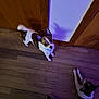 Miley is registered to the contest to win money with this photo: dog, small_dog, indoor, wooden_floor, purple_light, pet, animal, looking_up, lying_down, tail, ears, collar, slippers, floor, wall, shadow, patterned_slippers, domestic, cute, two_dogs