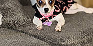 Miley is registered to the contest to win money with this photo: dog, pet, couch, indoor, small_dog, clothing, costume, holiday, furniture, cute, animal, canine, looking, ears_up, lying_down, domestic, companion, living_room, texture, home