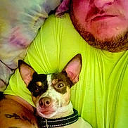 Rimi is registered to the contest to win money with this photo: man, dog, pet, cuddle, yellow_shirt, pillow, tattoo, face, ear, collar, indoor, closeup, relax, comfort, portrait, animal, human, light, casual, rest
