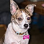 Phoebe is registered to the contest to win money with this photo: dog, pet, close_up, collar, indoor, animal, ears, brown, white, tag, canine, cute, portrait, fur, alert, looking_away, domestic, small_dog, focus, companion