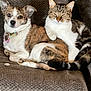 Phoebe joined the competition — help win amazing prizes! dog, cat, pet, couch, indoor, snuggling, fur, brown, white, tabby, domestic_animal, companion, relaxed, paw, animal_pair, cozy, friendly, texture, resting, cute