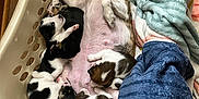 Phoebe joined the competition — help win amazing prizes! dog, puppies, laundry_basket, blankets, sleeping, mother_dog, cozy, indoor, wooden_floor, resting, animal_family, cute, pets, fur, snuggling, domestic, relaxation, sleep, comfort, basket