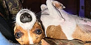 River is registered to the contest to win money with this photo: dog, pet, animal, lying_down, nose, close_up, brown_and_white, whiskers, fur, relaxed, playful, indoor, fabric, camouflage, eyes, paw, cute, portrait, snout, domestic_animal
