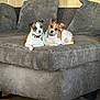 River is registered to the contest to win money with this photo: dog, pets, couch, indoor, small_dogs, brown_and_white, wooden_floor, pillows, relaxed, companion, furniture, domestic, cute, animal, laying_down, two_dogs, cozy, home, resting, friendly