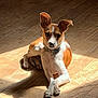 River is registered to the contest to win money with this photo: dog, small_dog, brown_and_white, collar, wooden_floor, sunlight, shadow, pet, domestic_animal, resting, crossed_paws, indoor, cute, ears_up, looking_at_camera, animal, fur, alert, quiet, relaxed