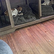 River is registered to the contest to win money with this photo: dog, sleeping, bed, crate, wooden_floor, indoor, pet, resting, cozy, brown_and_white_dog, black_and_white_dog, blanket, cage, furniture, animal, paw, quiet, relaxed, home, nap