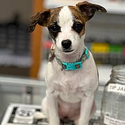 Margo is registered to the contest to win money with this photo: dog, puppy, pet, collar, white, brown, black, ears, face, sitting, table, blurred_background, indoor, closeup, cute, young, animal, domestic, looking, front_view
