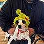 Margo joined the competition — help win amazing prizes! dog, small_dog, knitted_hat, green_hat, pom_pom, person, black_hoodie, beard, tattoo, indoor, wooden_floor, holding, pet, animal, cute, companion, casual_clothing, face_partial, warm_lighting, expression