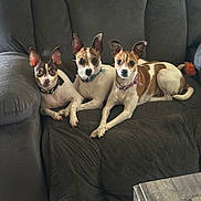 River Miley Rimi joined the competition — help win amazing prizes! dog, small_dog, couch, indoor, pet, three_animals, brown_and_white, collar, canine, relaxing, furniture, looking_at_camera, domestic_animal, paw, nail_polish, snout, ears, companions, resting, living_room
