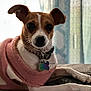 River Miley Rimi is registered to the contest to win money with this photo: dog, pet, small_dog, sweater, indoor, relaxed, brown_and_white, collar, tag, cute, cozy, furniture, portrait, laying_down, ears_up, animal, companion, domestic_animal, soft_light, home