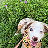 puppy, dog, blue_eyes, grass, flowers, greenery, harness, leash, happy, smiling, outdoor, nature, cute, pet, animal, young, playful, close_up, summer, joyful