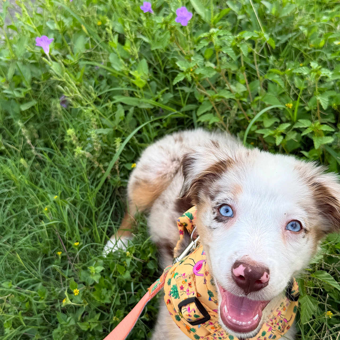 Beans joined the competition — help win amazing prizes! puppy, dog, blue_eyes, grass, flowers, greenery, harness, leash, happy, smiling, outdoor, nature, cute, pet, animal, young, playful, close_up, summer, joyful