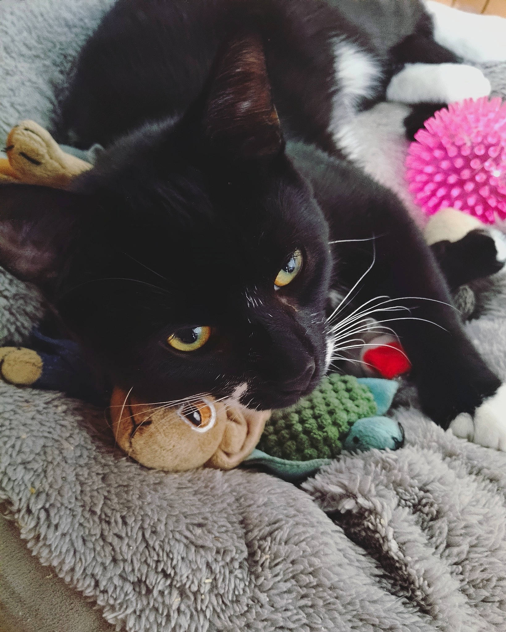 Fang is registered to the contest to win money with this photo: asian, black, black_cat, british_shorthair, carnivore, cat, claw, domestic_short_haired_cat, eye, felidae, flower, fur, kitten, paw, plant, plush, polydactyl_cat, small_to_medium_sized_cats, toy, whiskers