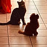 Ruby a rejoint le concours — aidez-le/la à gagner de superbes lots ! cat, dog, indoor, tile_floor, silhouette, curtains, orange, pet, animal, floor, sitting, shadow, sunlight, warm_light, companion, feline, canine, curious, domestic, cozy