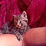 Ruby participe au concours pour gagner de l'argent avec cette photo : kitten, cat, tabby, pet, animal, fur, paw, arm, human, resting, cute, curious, indoor, blanket, red, texture, closeup, young, small, cozy