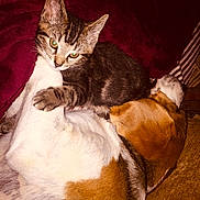 Ruby participe au concours pour gagner de l'argent avec cette photo : cat, kitten, dog, sleeping, resting, cozy, indoors, blanket, fur, pet, animal, companion, tabby, brown, white, orange, curious, cute, relaxed, cuddle