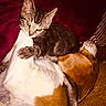 cat, kitten, dog, sleeping, resting, cozy, indoors, blanket, fur, pet, animal, companion, tabby, brown, white, orange, curious, cute, relaxed, cuddle
