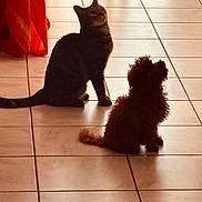 Baya a rejoint le concours — aidez-le/la à gagner de superbes lots ! cat, dog, silhouette, tile_floor, indoor, pet, curtains, red_curtain, sunlight, shadow, floor_tiles, animal, furry, sitting, companion, warm_light, cozy, domestic, curious, quiet