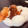 Baya participe au concours pour gagner de l'argent avec cette photo : puppy, dog, stuffed_toy, plush, car_seat, pet_bed, curly_fur, brown, white, cozy, cute, indoor, seatbelt, toy, animal, pet, resting, small_dog, companion, comfort